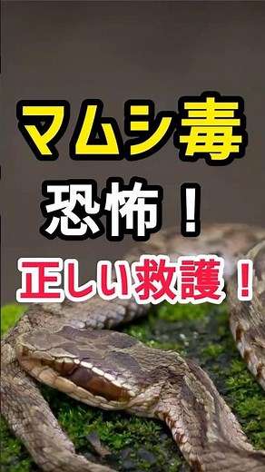 The Horrors of Mamushi Venom! Proper First Aid! #Mamushi #DangerousCreatures #Outdoors #LifeHacks