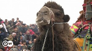 Camel wrestling in Turkey