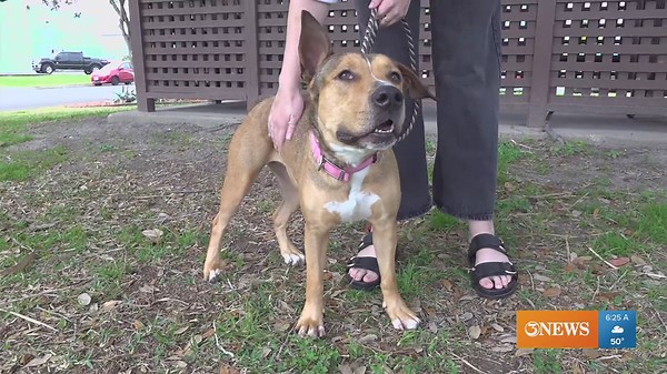 Rescue Tales: Meet Sunflower, a 2-year-old terrier mix