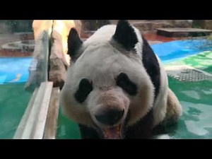 The panda poop熊猫拉屎