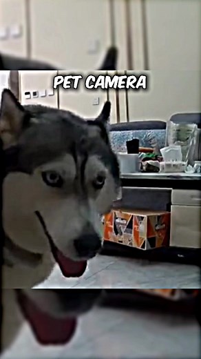 Wild Intelligence Studio on TikTok