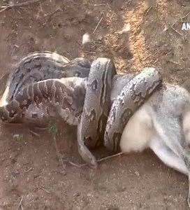 147K views · 358 reactions | The python stole the lion's prey and the end | Snake Boss | Facebook