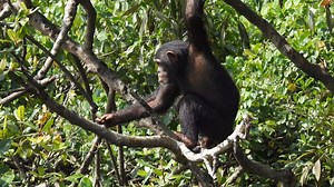 Chimpanzees are naturally very curious. They love to investigate new things in their environment. As you can see, Bassa seems very curious about this leaf while she is patiently waiting for her turn to gather her meal. | Second Chance Chimpanzee Refuge Liberia / Save the Abandoned Chimps