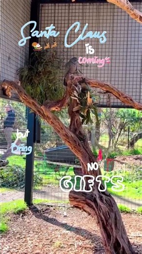 Kangaroo kisses & Christmas wishes 🎄🦘 #christmas #challenge #trending #viral #adelaide #australia