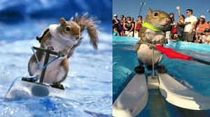 Water-Skiing Squirrel At Mall of America Goes Viral | Watch