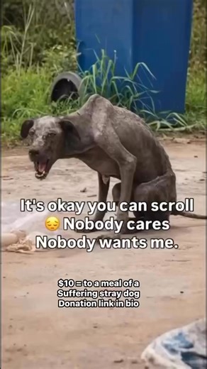 Hey 👋, a minute please. Every paw deserves a chance. 🐾 We rescue dogs from abuse, the streets, and hopeless situations—providing urgent medical care, food, safety, and love until they find forever homes. 🏡💛 Your donation helps provide: • Food for hungry dogs 🍲 • Medical care for the sick and injured 🏥 • Safe shelter for the abandoned 🛏️ Your support truly saves lives. Donate to save Thank you for being their hope. | Give a hand