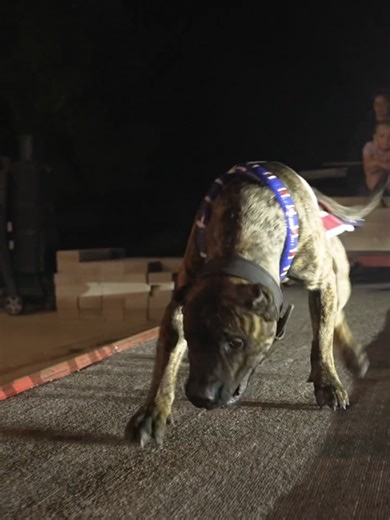 Hamilton: The Dominating Presa Canario in Training