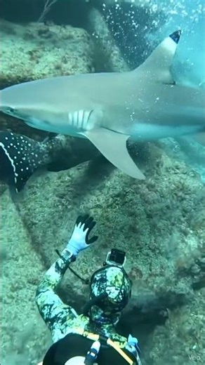 GIANT GROUPER vs SHARK: Underwater Standoff! 🦈🐟