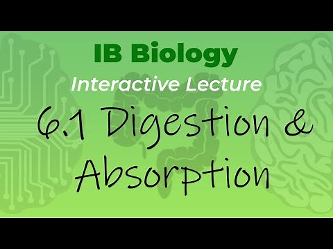 [OLD2016] IB Biology 6.1 - Digestion & Absorption - Interactive Lecture
