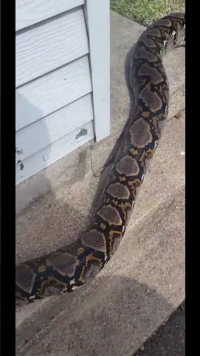 Le plus long serpent du monde ! 🐍😱