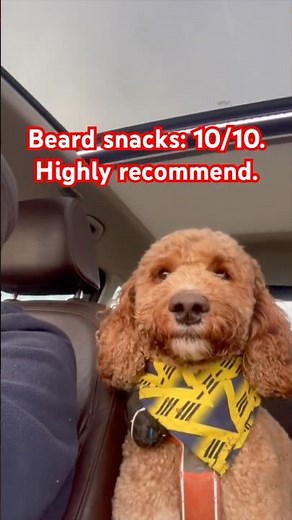 Archie found a secret snack stash 🧔‍♂️🍿