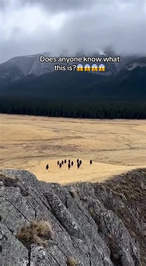 "Found this tape in my grandpa's attic labeled 'Himalayas 1996'. Does ... | Analog horror