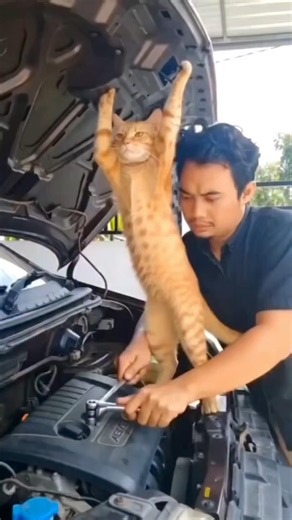 Funny Cats 😂😂 #funny #comedy #funnycats