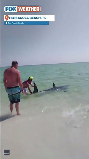 Beachgoers Save Massive Shark Stranded In Shallow Water On Florida Beach
