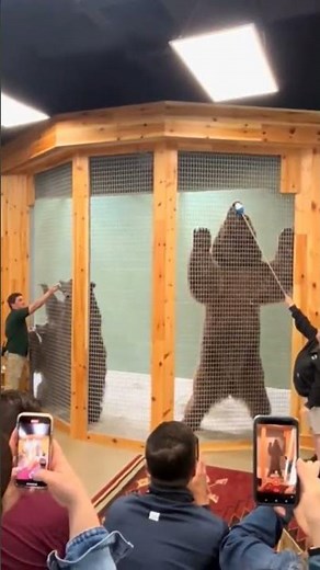 The size comparison between a female and a male Kodiak Bear.