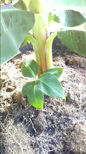 モンキーバナナ ドワーフナムワ 植え替えたら子株の成長も早くなったよ
