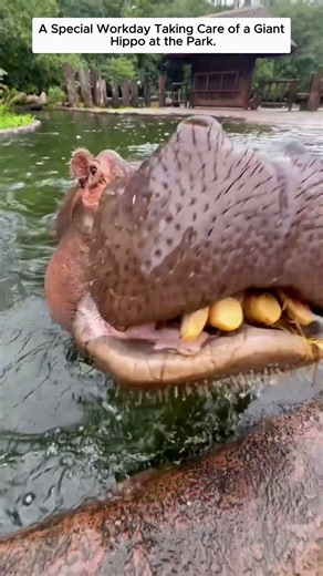 A Day Caring for a Giant Hippo.