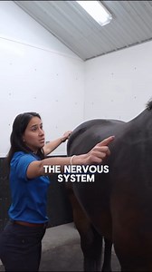 🧠 acupuncture targets key points along the spine to support the equine nervous system. ✨ stimulating these spots helps regulate nerves, ease muscle tension, reduce inflammation, and relieve pain. 👀 when horses start moving their lips or softening their eyes, it’s a clear sign their nervous system is responding. 💆 balancing activation and relaxation, acupuncture aids in comfort and recovery. . https://performanceequinevs.com/appointment/#appointment-type . . . #equineacupuncture #nervoussystem