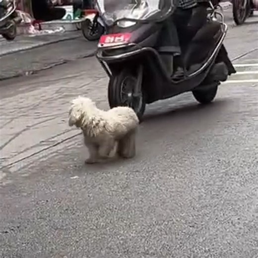 Rescued Dog Finds Forever Home, Heartwarming Adoption Story 🐶🏡❤️ #animallover #lovefordog #smalldog #rescueanimal #dogrescue | Animal Rescuers United