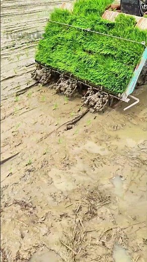 6-row rice transplanter field operation