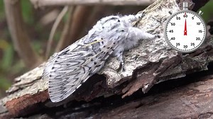 72 reactions · 16 shares | Puss moth life cycle in ONE MINUTE (Cerura vinula) | Moth of the day | Facebook