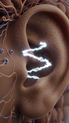 How the Brain Processes Sound: Auditory Pathway Animation.