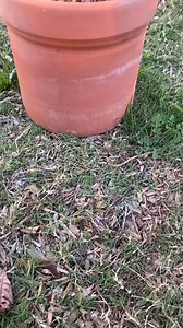 113K views · 1.9K reactions | Pro blueberry growing tips #plants | Garden Time Tip | Facebook