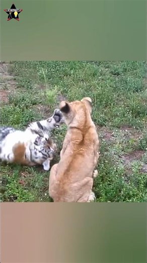 “Baby Lion vs Baby Tiger 😳🔥 Cute Fight Turns Wild!”