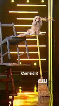 Magic Dog #magic #illusion #dog
