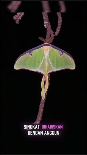 Did you know that the Actias luna, or luna moth, only lives for a few days as an adult?