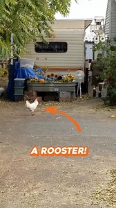 18K views · 487 reactions | A rooster security guard 藍 | Argo Pets | Facebook
