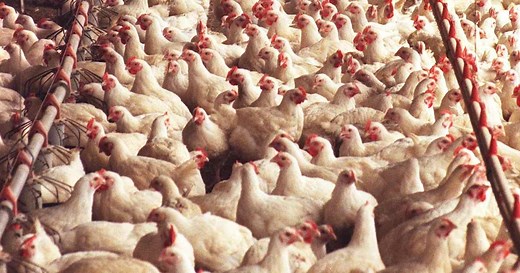 What Are the Earliest Known Origins of Bird Flu? | HISTORY