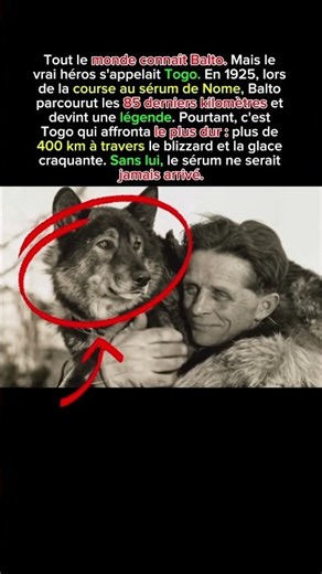 Tout le monde connaît Balto… mais le vrai héros, c'était Togo 🐺❄️