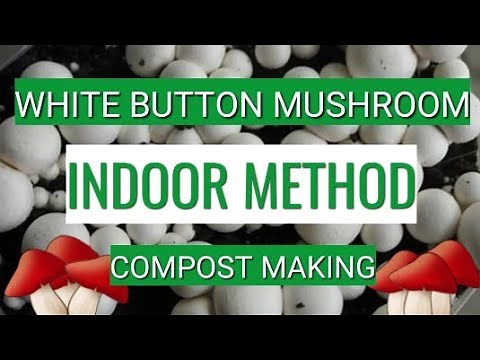 Button Mushroom Compost making | Indoor Method