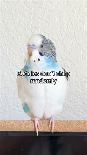 #tinytweets #budgie #budgiesoftiktok | budgie