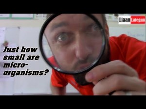 Characteristics of Micro-organisms (Grade 8)