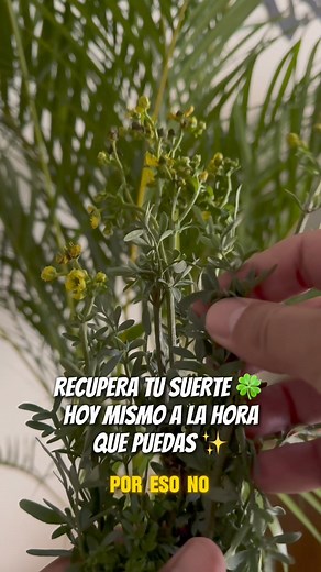 #777luckyfish | Franklin PH Ley De Atracción