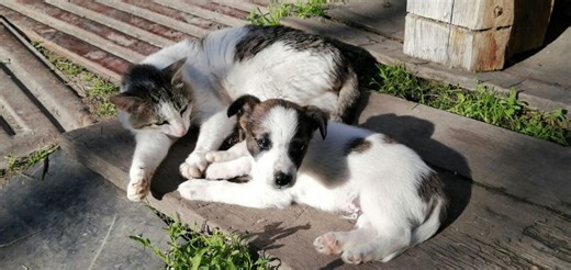 Jornada de esterilización animal gratuita en Cali: horarios y puntos