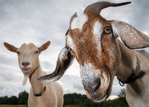 Meet the rescued farm goats who are thriving at Sowa Goat Sanctuary