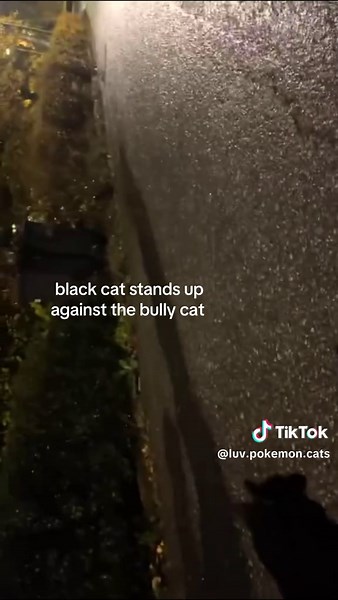 Black Cat Stands Up Against Bully Cat