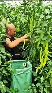中国の驚きの農法！小麦と唐辛子を同時栽培 #ショート動画