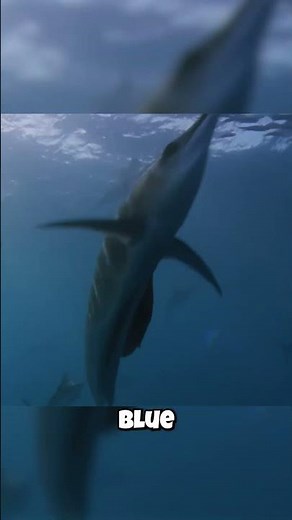 This Ocean Predator Is A Literal Underwater Strobe Light! (Flash)