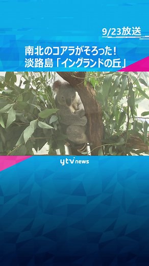 毛色の違いなどから#北方系 と#南方系 に分類される#コアラ が #日本で唯一 #兵庫 #淡路島 「#イングランドの丘 」で同時展示 #tiktokでニュース #読売テレビ