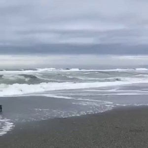 New Zealand is the global penguin capital, with 13 of the world's 18 penguin species recorded in the region 🐧 9 penguin species breed here (including the sub-antarctic islands), with 3 threatened species breeding on the mainland: Yellow-Eyed Penguin, Fiordland Crested Penguin, and Little Blue Penguin 😍⁣ ⁣ Sadly penguins are experiencing ongoing declines, with restricted geographical ranges, habitat degradation, introduced predators, fisheries, pollution, entanglements, climate change, dog atta