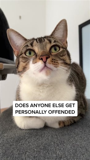 Do Cats Get Offended When You Share Their Pics?