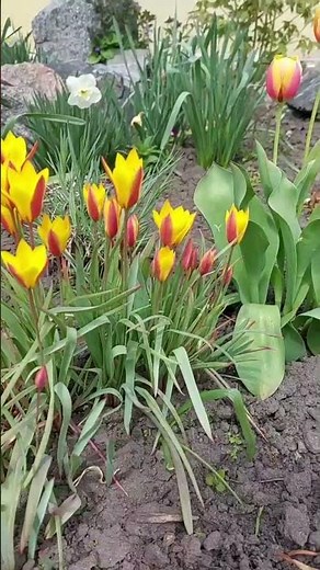 Daffodils and Tulips Blooming Together 🌼🌷