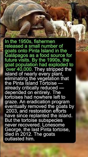 Goats Nearly Destroyed an Entire Island's Ecosystem in 40 Years #shorts