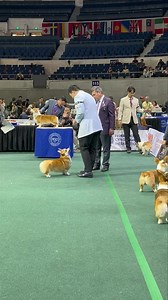 More cute corgis today at 2025 Philippine Circuit. 🐾 Buy your tickets at https://www.ticketnet.com.ph/event-detail/PHILIPPINE-CIRCUIT-2025 #PhilippineCircuitDogShow #PhilippineCircuit2025 #PCCI #PhilippineCircuitAtTheBigDome | Smart Araneta Coliseum