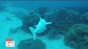 #NoticiasEnVideo "Sofí" es un pez robot que se confunde entre la fauna marina y tiene la tarea de ayudar a los expertos a descubrir los misterios del fondo marino. | Noticentro 1 CM&