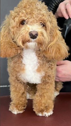 How to Groom a Maltipoo | Mastering the Art of Maltipoo Care | Unleash the Beauty